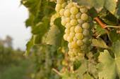 AGRICOLTURA: si investe sui vitigni resistenti