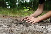 AMBIENTE: 342 Comuni veneti hanno aderito al progetto di distribuzione di piante di alberi