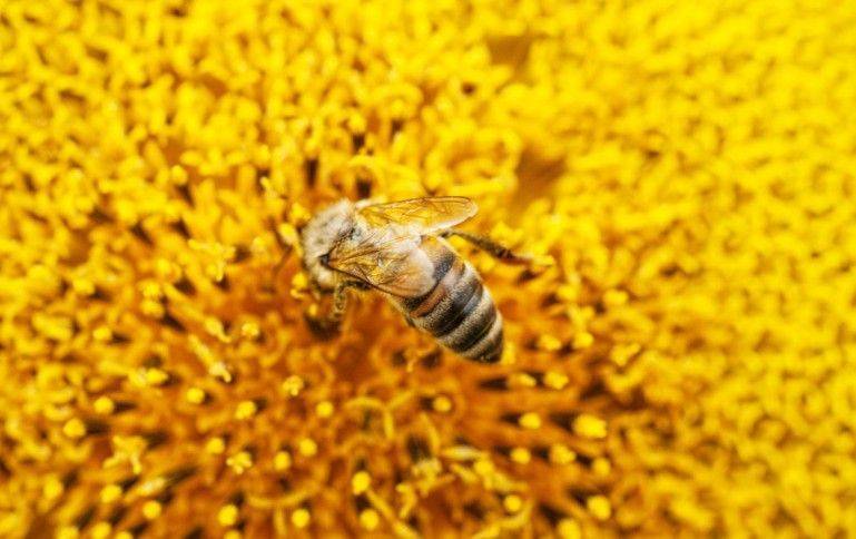 AMBIENTE: morìa di api, l'importante inchiesta della procura di Udine