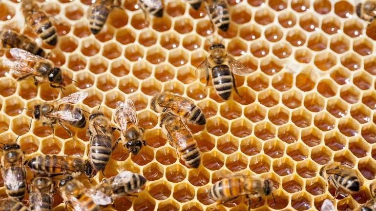 ATTUALITÀ: api e apicoltura, il punto nel nostro territorio