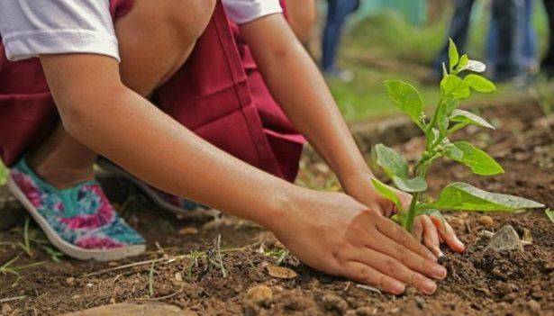 Comunità Laudato Si’: “Piantare 60 milioni di alberi per combattere la crisi climatica”