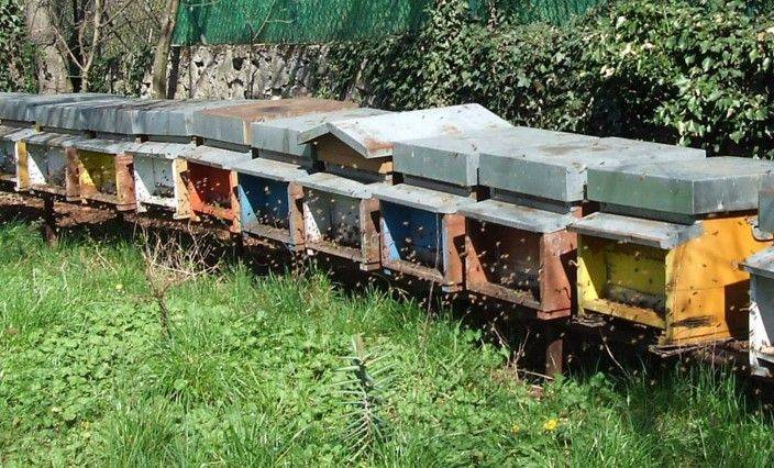 VENETO: apicoltura in crisi per le condizioni meteo 