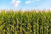 VENETO: nel 2020 bene i cereali e le colture industriali