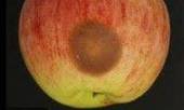 VENETO: Regione, progetto di ricerca sulla fumonisine nella frutta