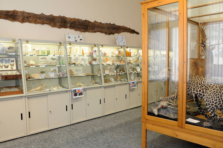 Vittorio Veneto: riapre il museo di scienze naturali “A. De Nardi”
