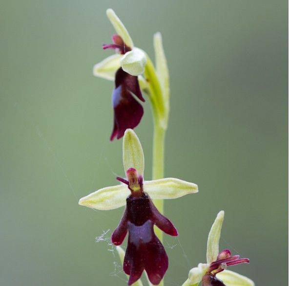 MORIAGO: incontro e mostra sulle orchidee selvatiche dei Palù