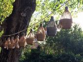 15 agosto, a Vittorio Veneto c’è la Plurisecolare Mostra Mercato Uccelli
