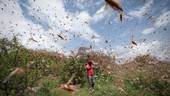 AFRICA: l’invasione di locuste continua