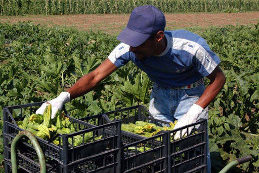 AGRICOLTURA: 255 trevigiani disponibili per il lavoro stagionale
