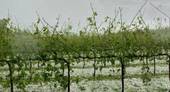 AGRICOLTURA: 300 aziende agricole trevigiane colpite dal maltempo