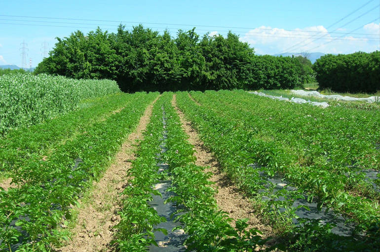 Agricoltura: dalla Regione Veneto 34 milioni di euro per prodotti e promozione