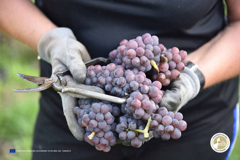 AGRICOLTURA: è in corso la vendemmia del Pinot grigio Doc delle Venezie  