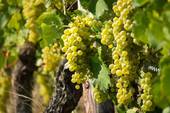 AGRICOLTURA: in Veneto nel 2023 -9,3% di uva rispetto al 2022