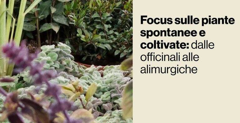 AGRICOLTURA: incontro su piante spontanee e coltivate, a Longarone