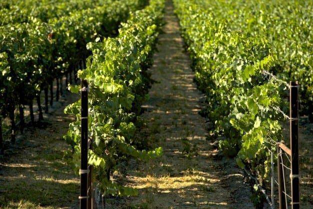 AGRICOLTURA: viticoltura, il futuro passa per i vitigni "resistenti"