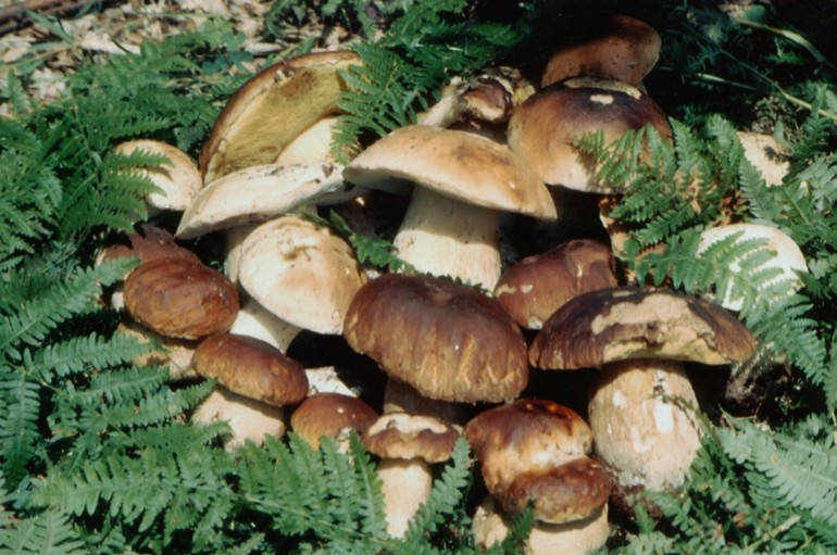 Al via la stagione dei funghi: controlli gratuiti per prevenire intossicazioni
