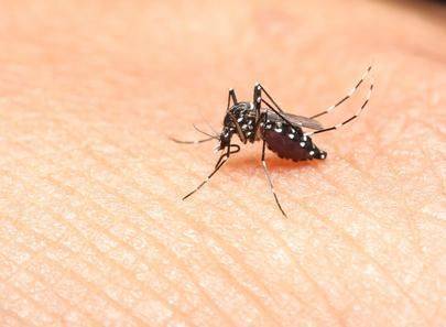 AMBIENTE: arrivano le zanzare, che fare?