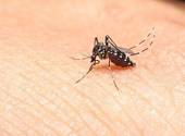AMBIENTE: arrivano le zanzare, che fare?