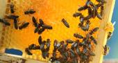 AMBIENTE: difesa biomolecolare contro i parassiti delle api