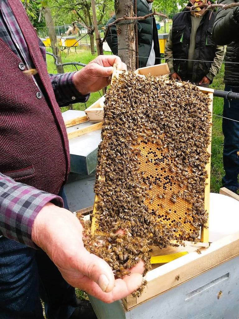 AMBIENTE: gli apicoltori schierati in difesa dell’Ape Carnica
