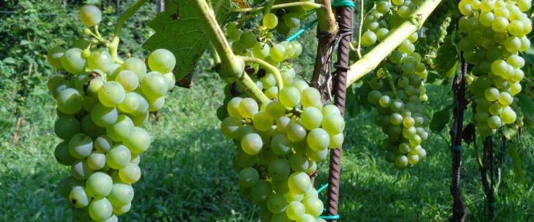 BELLUNESE: nuovi i investimenti sui vitigni resistenti