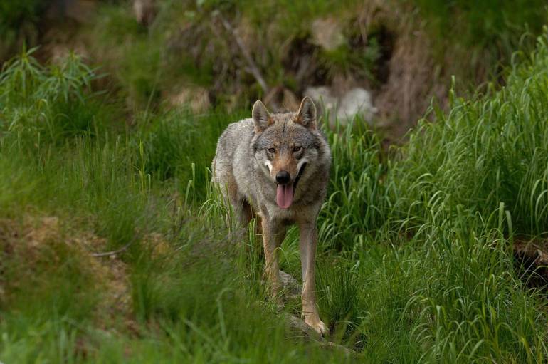 CAI: premio per allevatori che mitigano il conflitto con il lupo 