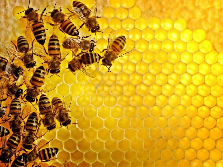  CISON: la facelia per salvaguardare le api