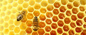 COLDIRETTI:“Anno nero per le api italiane, miele dimezzato”