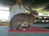 COLDIRETTI: pronti a rilasciare nelle campagne trevigiane due milioni di conigli