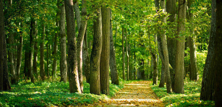 Commissione europea: presentato nuovo “quadro di azioni” per proteggere e ricostituire le foreste