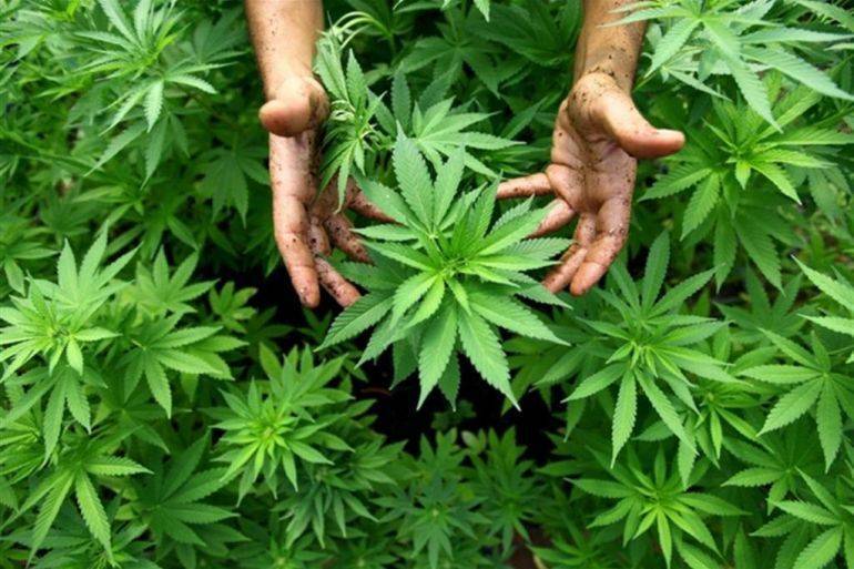 COMUNITÀ GIOVANNI XXIII: Cannabis: plauso a sentenza che svela inganno