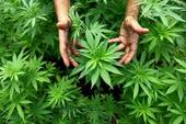 COMUNITÀ GIOVANNI XXIII: Cannabis: plauso a sentenza che svela inganno