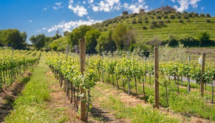 CONEGLIANO: Regione finanzia lo studio di nuovo modello viticolo per il Veneto