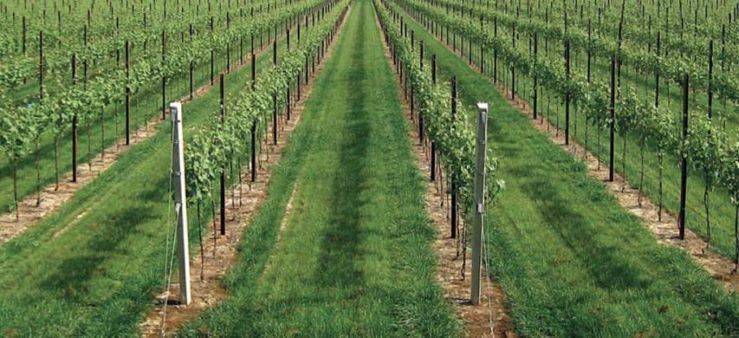 La custodia del creato e l’uso dei pesticidi in viticoltura