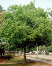 La Provincia di Treviso dona un albero agli studenti