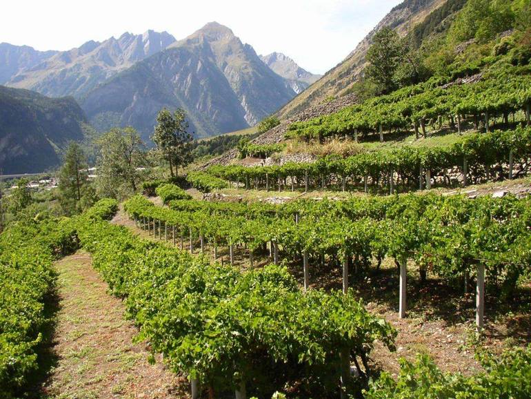 La Regione Veneto estende la sperimentazione di vitigni resistenti nelle aree montane