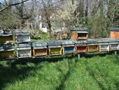 Nasce un gruppo operativo veneto a difesa delle api