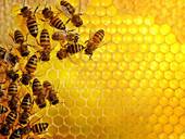 Oggi è la giornata mondiale delle api
