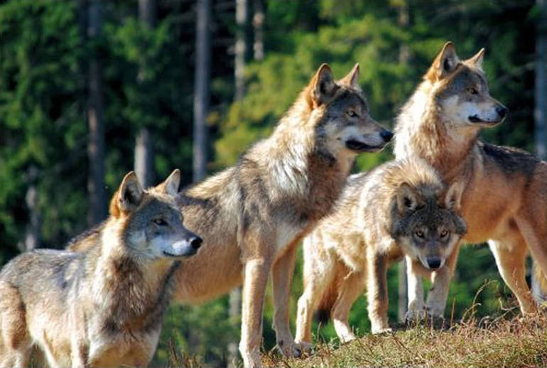 PREALPI: due branchi di lupi, uno sul Visentin e l'altro a malga Garda