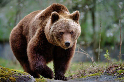 REGIONE: monitoraggio genetico dell'orso bruno