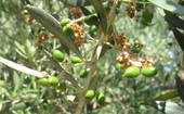 REGIONE VENETO: rifinanziato studio per la malattia degli olivi 