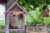 SAVNO: concorso "Un giardino per gli insetti impollinatori"