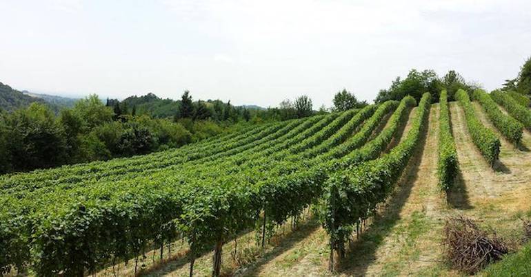 Tavolo di lavoro su rispetto dell'ambiente e viticoltura