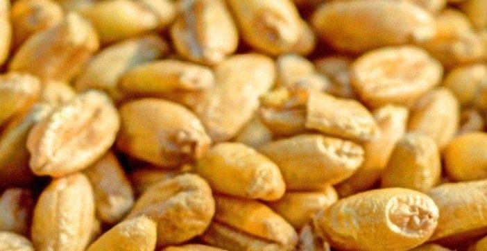 TREVISO: Coldiretti preoccupata per la mancanza di mais