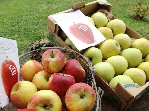 TREVISO: domenica 14 le mele della solidarietà
