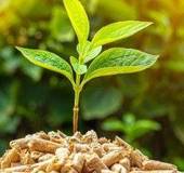 TREVISO: due nuovi progetti per energia da biomassa