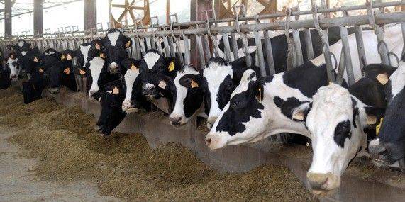 TREVISO: gli allevamenti bovini fuori dalla nuova direttiva sulle emissioni industriali