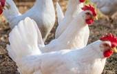 ULSS 2: focolaio di influenza aviaria a Silea