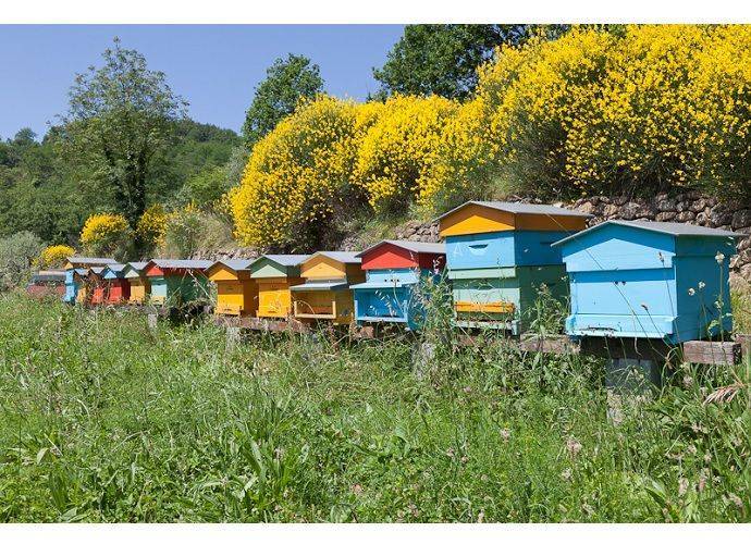VENETO: aiuti per gli apicoltori