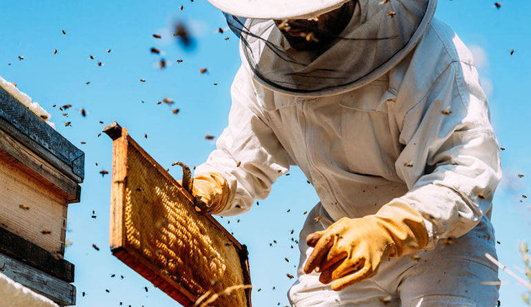 VENETO: contributi per apicoltori, termine prorogato